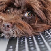cute dog on laptop keyboard for employee monitoring tools