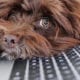 cute dog on laptop keyboard for employee monitoring tools